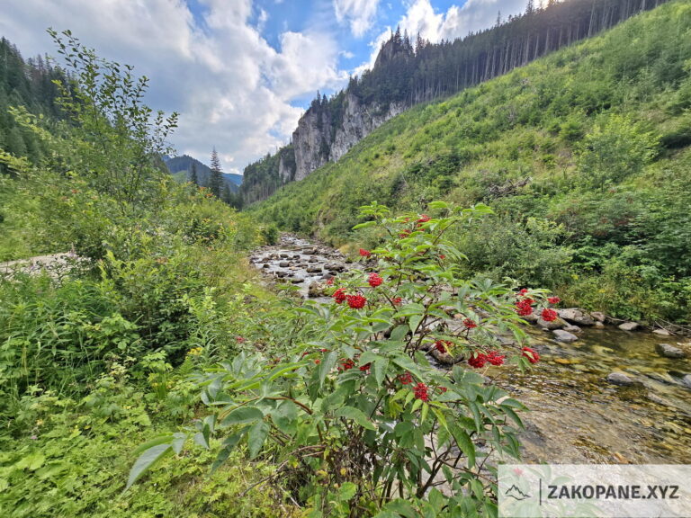 Dolina Chochołowska